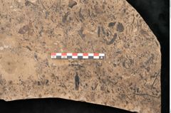Foto (Detailansicht) von Callitris brongniartii Endl. (NHMW-GEO-2024-0188-11393)
